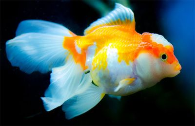 紅龍魚壁紙適合哪些房間？：紅龍魚壁紙適合家庭環境中的兒童房和客廳