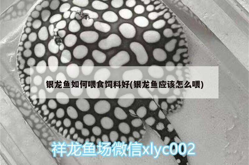 銀龍魚如何喂食飼料好(銀龍魚應該怎么喂)