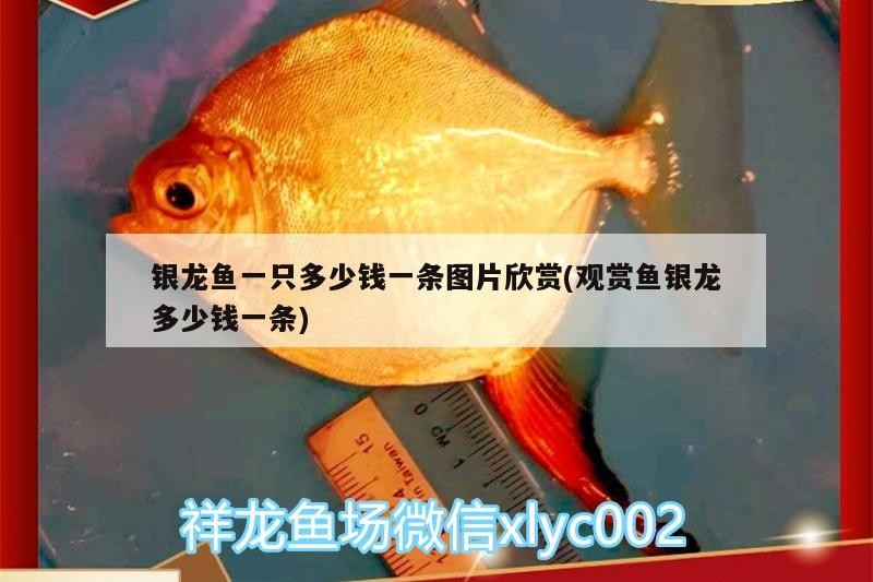 銀龍魚一只多少錢一條圖片欣賞(觀賞魚銀龍多少錢一條)