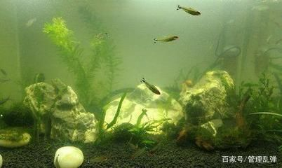 不用的魚缸如何處理：不用的魚缸可以進行再利用，
