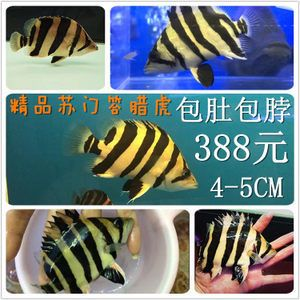蘇門虎魚和印尼虎魚有什么區(qū)別？：蘇門答臘虎魚和印尼虎魚有什么區(qū)別蘇門答臘虎魚和印尼虎魚有什么區(qū)別