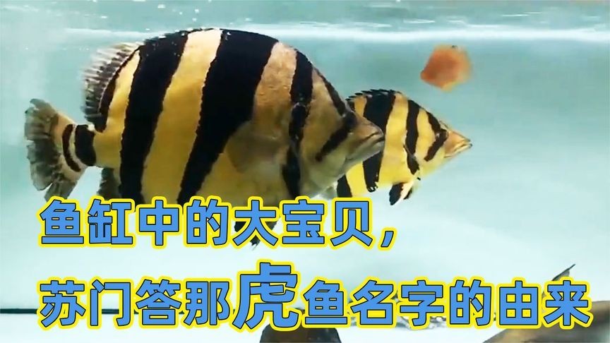 蘇門虎魚和印尼虎魚有什么區(qū)別？：蘇門答臘虎魚和印尼虎魚有什么區(qū)別蘇門答臘虎魚和印尼虎魚有什么區(qū)別