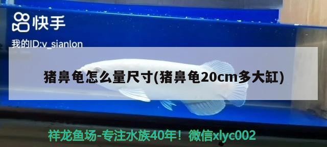 豬鼻龜怎么量尺寸(豬鼻龜20cm多大缸)