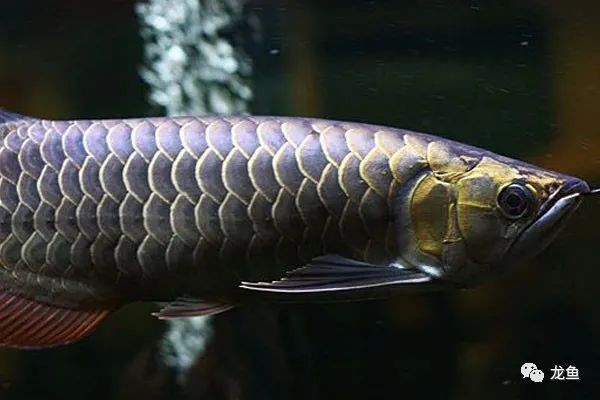 龍魚哪個(gè)品種最好過背金龍魚鑒別方法詳解 龍魚哪個(gè)品種最好過背金龍魚鑒別方法詳解 金龍魚百科 第4張