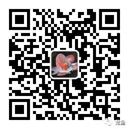 龍魚哪個(gè)品種最好過背金龍魚鑒別方法詳解 龍魚哪個(gè)品種最好過背金龍魚鑒別方法詳解 金龍魚百科 第6張