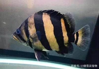 虎魚一天喂食量多少克正常：虎魚一天喂食量多少克