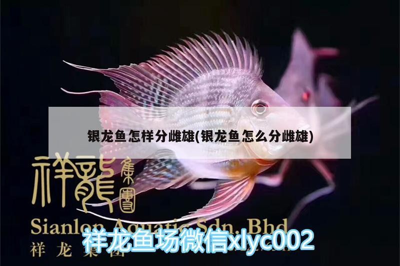 銀龍魚怎樣分雌雄(銀龍魚怎么分雌雄) 銀龍魚怎樣分雌雄(銀龍魚怎么分雌雄) 銀龍魚百科