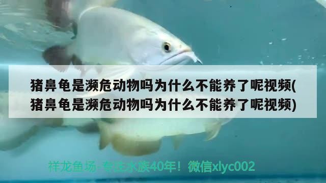 豬鼻龜是瀕危動物嗎為什么不能養了呢視頻(豬鼻龜是瀕危動物嗎為什么不能養了呢視頻)