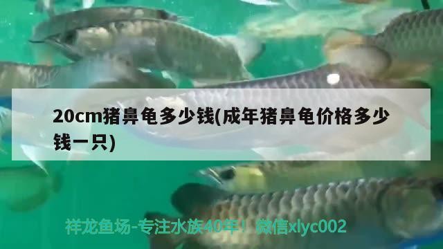 20cm豬鼻龜多少錢(成年豬鼻龜價(jià)格多少錢一只) 20cm豬鼻龜多少錢(成年豬鼻龜價(jià)格多少錢一只) 豬鼻龜百科