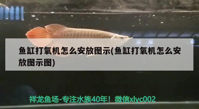 魚缸打氧機怎么安放圖示(魚缸打氧機怎么安放圖示圖)