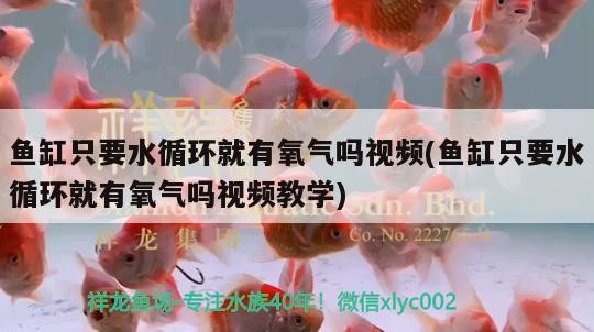 魚缸只要水循環就有氧氣嗎視頻(魚缸只要水循環就有氧氣嗎視頻教學) 魚缸只要水循環就有氧氣嗎視頻(魚缸只要水循環就有氧氣嗎視頻教學) 魟魚百科