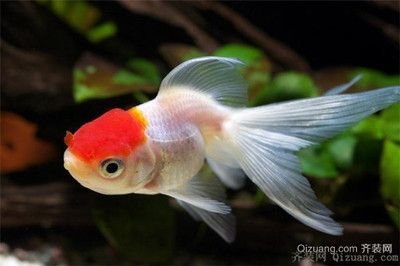 半圓型魚缸養什么魚好：半圓型魚缸養什么魚好，圓形魚缸養什么魚好需要注意以下幾點