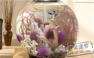 半圓型魚缸養什么魚好：半圓型魚缸養什么魚好，圓形魚缸養什么魚好需要注意以下幾點