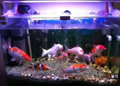 半圓型魚缸養什么魚好：半圓型魚缸養什么魚好，圓形魚缸養什么魚好需要注意以下幾點