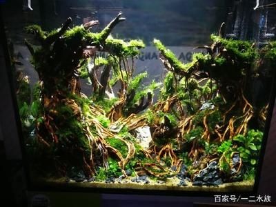 大型原生魚缸造景教學設計：原生態魚缸造景的基本原則