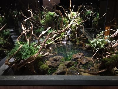 大型原生魚缸造景教學設計：原生態魚缸造景的基本原則