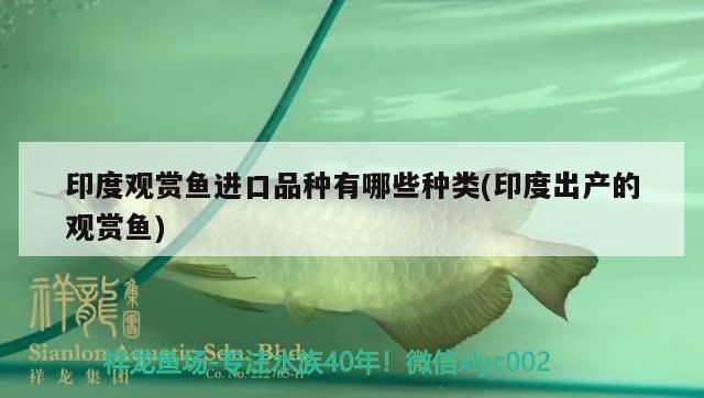 龍魚(yú)適合造景缸嗎vs祥龍魚(yú)場(chǎng)：龍魚(yú)是否適合造景缸 龍魚(yú)適合造景缸嗎vs祥龍魚(yú)場(chǎng)：龍魚(yú)是否適合造景缸 vs祥龍魚(yú)場(chǎng) 第4張