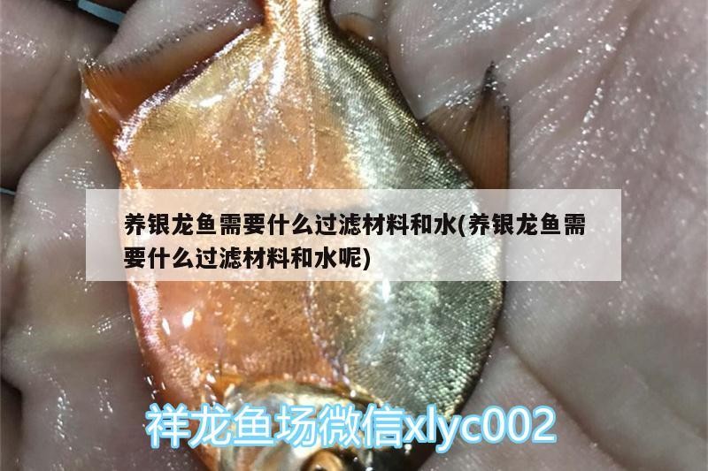 養銀龍魚需要什么過濾材料和水(養銀龍魚需要什么過濾材料和水呢)