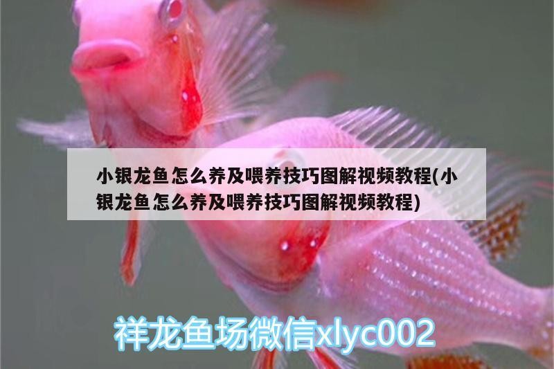 小銀龍魚怎么養及喂養技巧圖解視頻教程(小銀龍魚怎么養及喂養技巧圖解視頻教程)