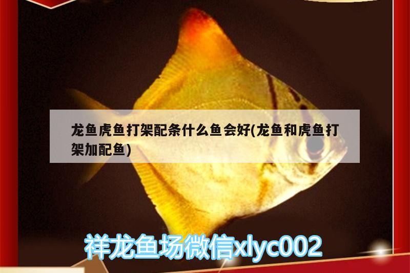 龍魚虎魚打架配條什么魚會好(龍魚和虎魚打架加配魚) 龍魚虎魚打架配條什么魚會好(龍魚和虎魚打架加配魚) 虎魚百科