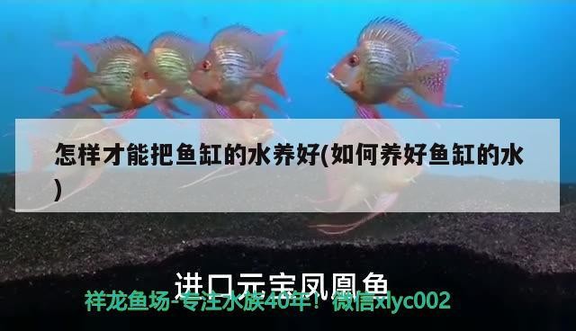 怎樣才能把魚缸的水養(yǎng)好(如何養(yǎng)好魚缸的水) 怎樣才能把魚缸的水養(yǎng)好(如何養(yǎng)好魚缸的水) 魟魚百科