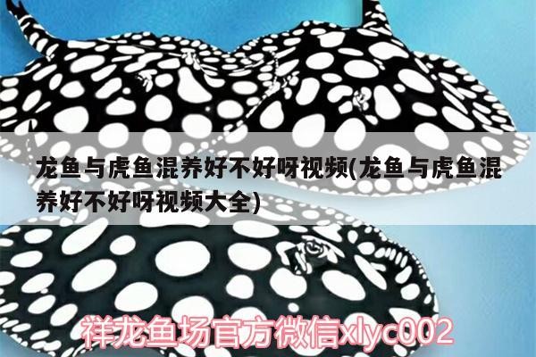 龍魚與虎魚混養(yǎng)好不好呀視頻(龍魚與虎魚混養(yǎng)好不好呀視頻大全) 龍魚與虎魚混養(yǎng)好不好呀視頻(龍魚與虎魚混養(yǎng)好不好呀視頻大全) 虎魚百科