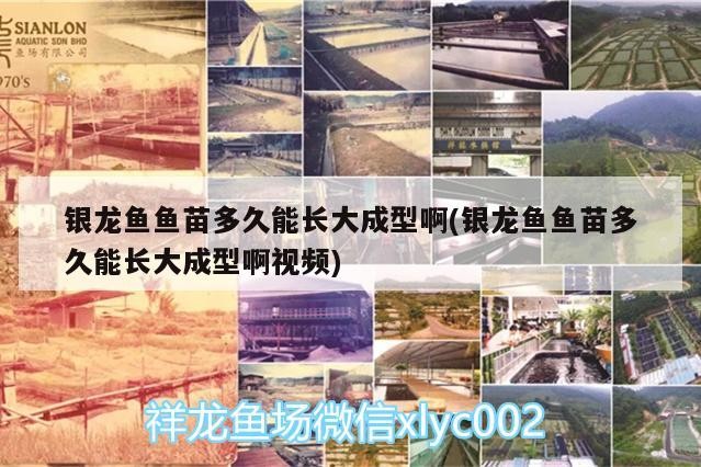 銀龍魚魚苗多久能長大成型啊(銀龍魚魚苗多久能長大成型啊視頻)