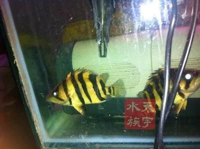印尼虎魚苗:印尼虎魚苗養(yǎng)殖需要注意的一定要把食物切成小虎魚苗 虎魚百科 第1張 印尼虎魚苗:印尼虎魚苗養(yǎng)殖需要注意的一定要把食物切成小虎魚苗 印尼虎魚苗:印尼虎魚苗養(yǎng)殖需要注意的一定要把食物切成小虎魚苗 虎魚百科 第1張