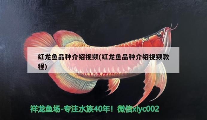 龍魚拒食會餓死嗎vs祥龍魚場:龍魚拒食是否會餓死 vs祥龍魚場 第4張 龍魚拒食會餓死嗎vs祥龍魚場:龍魚拒食是否會餓死 龍魚拒食會餓死嗎vs祥龍魚場:龍魚拒食是否會餓死 vs祥龍魚場 第4張