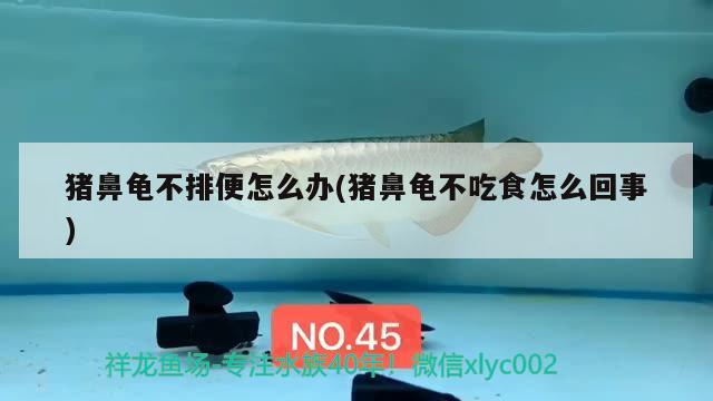 豬鼻龜不排便怎么辦(豬鼻龜不吃食怎么回事) 豬鼻龜不排便怎么辦(豬鼻龜不吃食怎么回事) 豬鼻龜百科