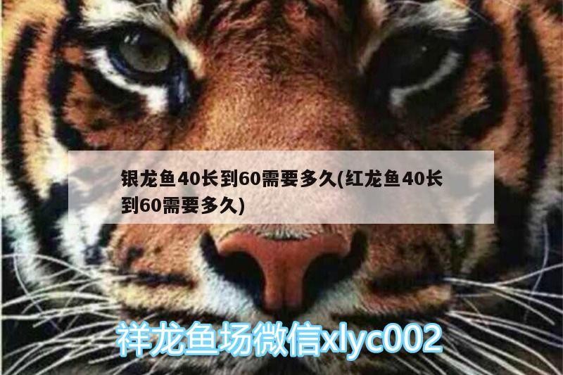 銀龍魚40長到60需要多久(紅龍魚40長到60需要多久)