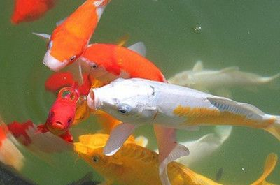 打氣筒能給魚缸打氣增氧嗎：打氣筒可以在一定程度上幫助魚缸增氧嗎？