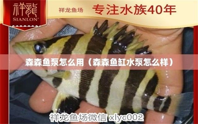 什么是過背金龍魚【為什么他進過監獄還能擔任韓國總統】