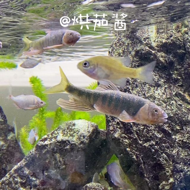 sunsun魚缸時間怎么調：如何調整sunsun品牌的魚缸中的時間