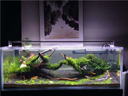 大魚(yú)缸消毒最簡(jiǎn)單的方法是什么呢：魚(yú)缸消毒的方法有哪些？