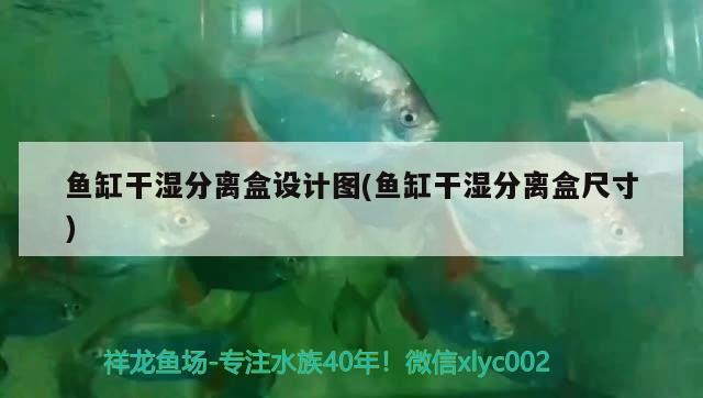 銀龍魚咬魚嗎圖片(銀板魚咬龍魚嗎) 銀龍魚咬魚嗎圖片(銀板魚咬龍魚嗎) 銀龍魚百科 第2張