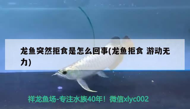 銀龍魚咬魚嗎圖片(銀板魚咬龍魚嗎) 銀龍魚咬魚嗎圖片(銀板魚咬龍魚嗎) 銀龍魚百科 第3張
