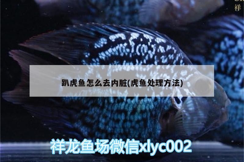 小型魚 趴虎魚怎么去內(nèi)臟(虎魚處理方法) 虎魚百科 趴虎魚怎么去內(nèi)臟(虎魚處理方法) 趴虎魚怎么去內(nèi)臟(虎魚處理方法) 虎魚百科
