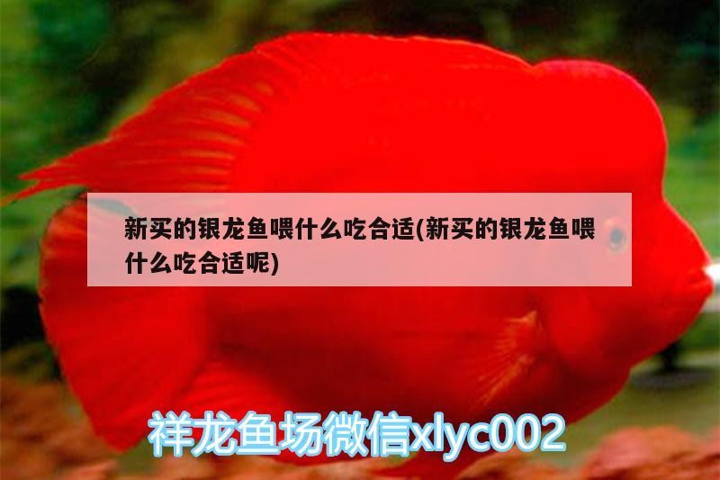 新買的銀龍魚喂什么吃合適(新買的銀龍魚喂什么吃合適呢) 新買的銀龍魚喂什么吃合適(新買的銀龍魚喂什么吃合適呢) 銀龍魚百科