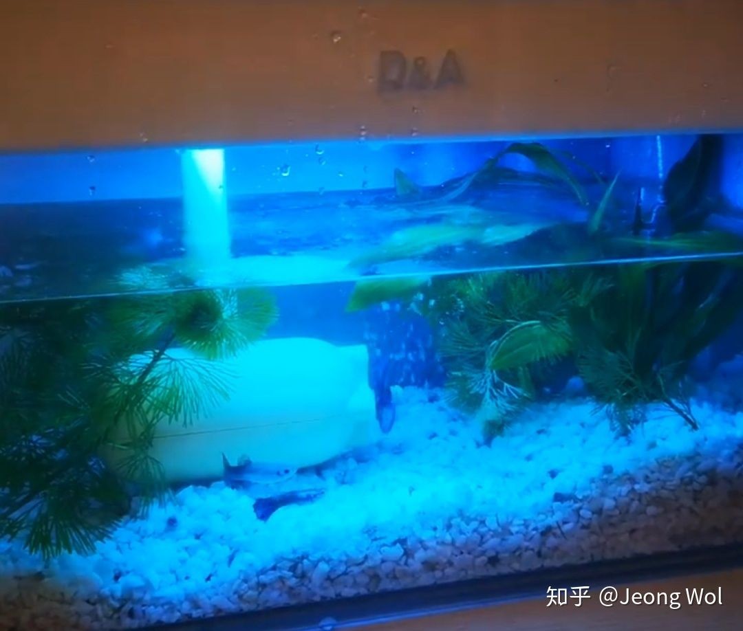 大魚缸怎么改小魚缸視頻：如何將大魚缸改造成小魚缸 大魚缸怎么改小魚缸視頻：如何將大魚缸改造成小魚缸 魚缸百科 第2張