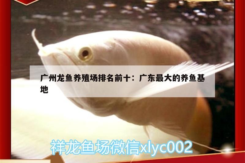 魚缸 廣州龍魚養殖場排名前十:廣東最大的養魚基地 金龍魚百科 廣州龍魚養殖場排名前十:廣東最大的養魚基地 廣州龍魚養殖場排名前十:廣東最大的養魚基地 金龍魚百科