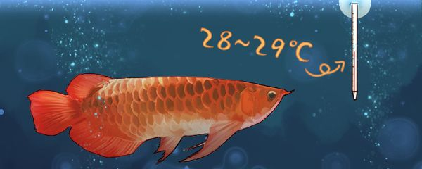 紅龍魚用什么水養最好看：紅龍魚水質監控技巧,紅龍魚適宜飼料種類，紅龍魚光照需求解析 紅龍魚用什么水養最好看：紅龍魚水質監控技巧,紅龍魚適宜飼料種類，紅龍魚光照需求解析 紅龍魚百科 第1張