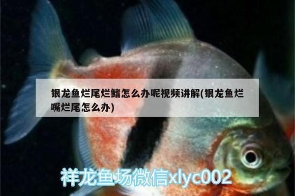 龍魚魚尾爛是什么原因造成的怎么治療vs祥龍魚場：龍魚尾部爛的原因有哪些 龍魚魚尾爛是什么原因造成的怎么治療vs祥龍魚場：龍魚尾部爛的原因有哪些 vs祥龍魚場 第5張