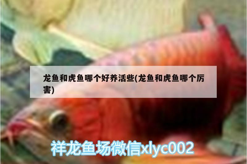 龍魚和虎魚哪個好養(yǎng)活些(龍魚和虎魚哪個厲害) 龍魚和虎魚哪個好養(yǎng)活些(龍魚和虎魚哪個厲害) 虎魚百科