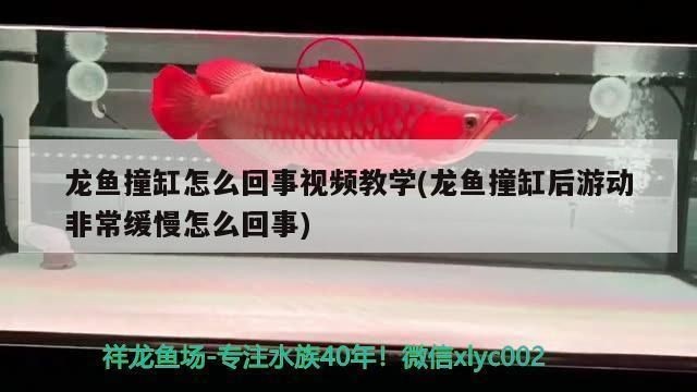 龍魚撞缸嘴巴裂開了vs祥龍魚場：祥龍魚場的處理步驟