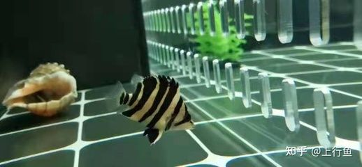 虎魚可以多久不吃東西了：虎魚可以不吃東西的時間長度取決于多久不吃東西了