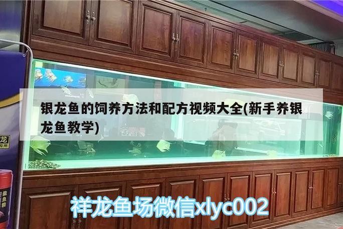 銀龍魚的飼養方法和配方視頻大全(新手養銀龍魚教學)