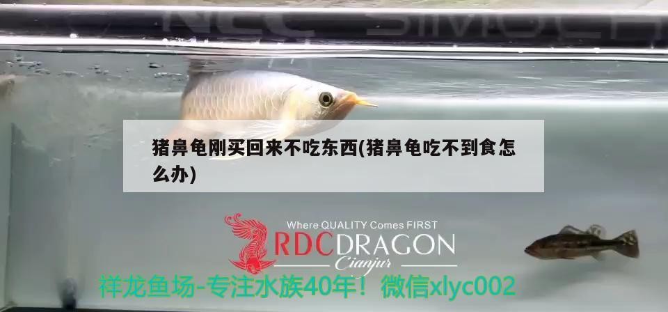 豬鼻龜剛買回來不吃東西(豬鼻龜吃不到食怎么辦) 豬鼻龜剛買回來不吃東西(豬鼻龜吃不到食怎么辦) 豬鼻龜百科