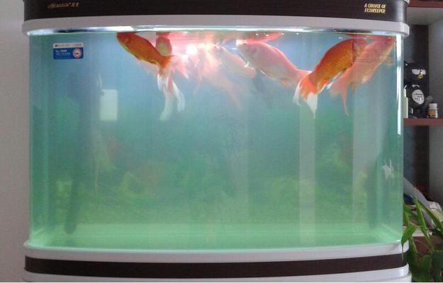 大連家具市場鑫匯水族商行（大連家具市場鑫匯水族商行怎么樣）