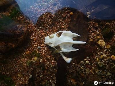 不用過濾的原生態魚缸：不用過濾器的養魚方式